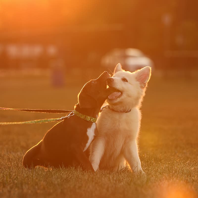 Testing The Canon 5D Mark IV With The Sun In Frame